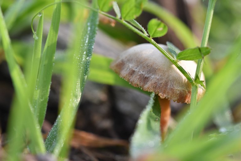 beige mushrooms park.jpg