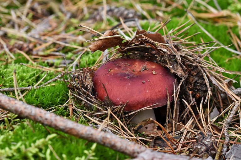 Russula purple mushrom pl 11.jpg