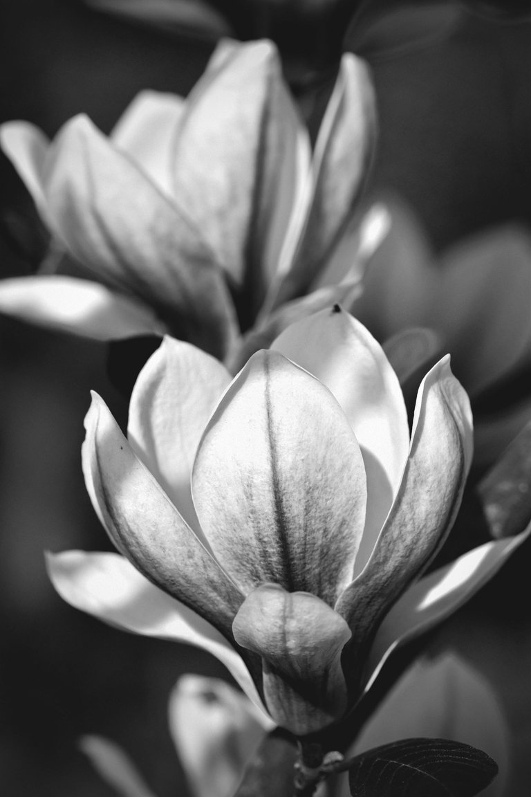 Magnolia flower bw 12.jpg