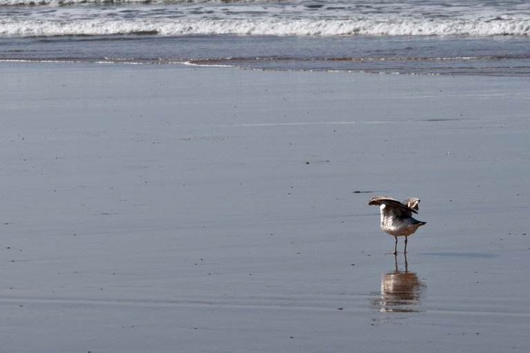 seagull fonte da telha beach 3.jpg