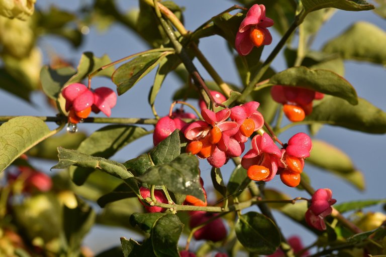 Euonymus europaeus trzemielina fruits pl 2.jpg