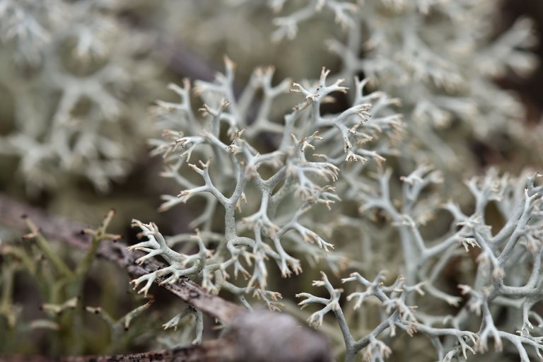 Cladonia rangiferina lichen 4.jpg