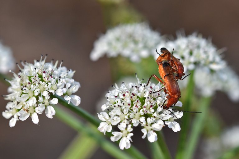 Longhorn beetle Stictoleptura rubra 5.jpg