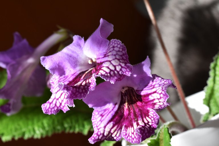 Streptocarpus cherry flower 1.jpg