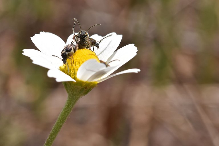 Small beetles daisy 2.jpg