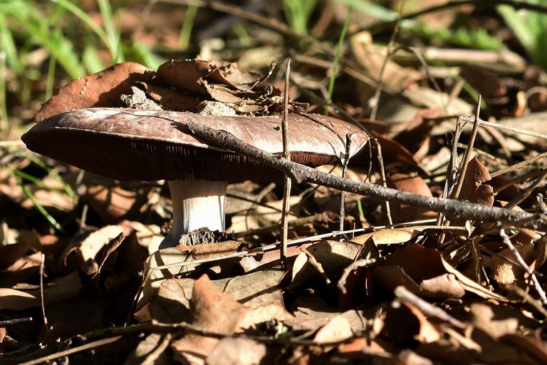 white mushrooms black gills pt 10.jpg