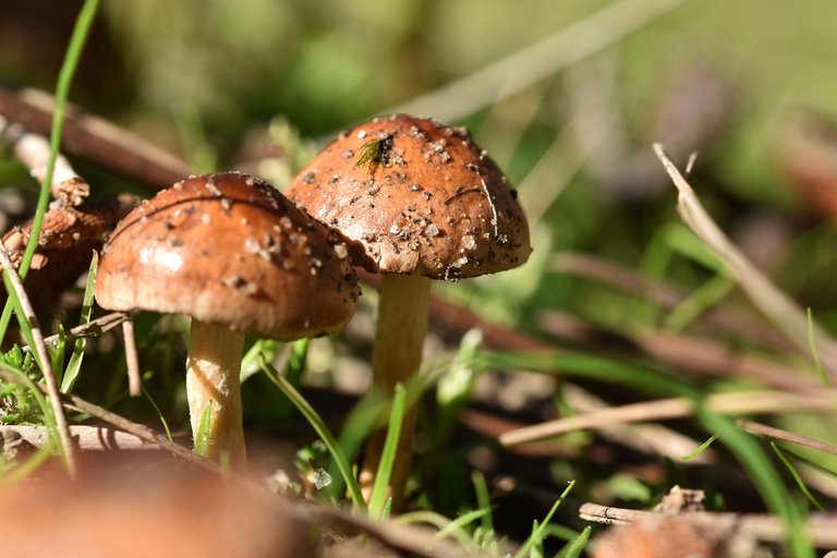 mushrooms sand hats 2.jpg