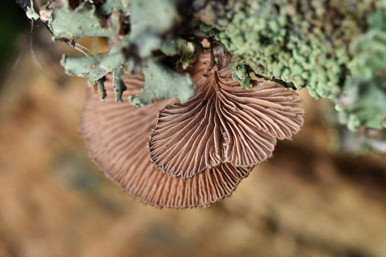 cork branch mushrooms 2.jpg