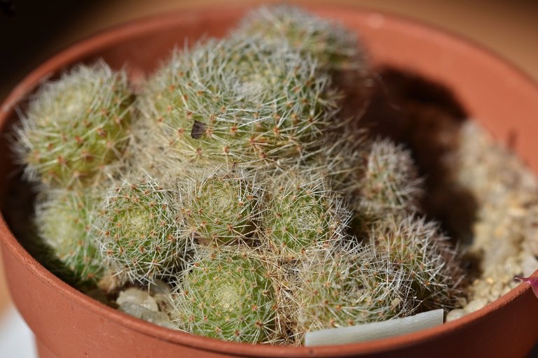 Rebutia heliosa cv. sunrise 2022 8.jpg