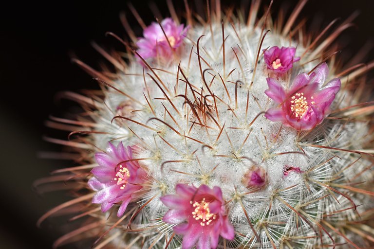 Mammillaria Bombycina 2025 6.jpg