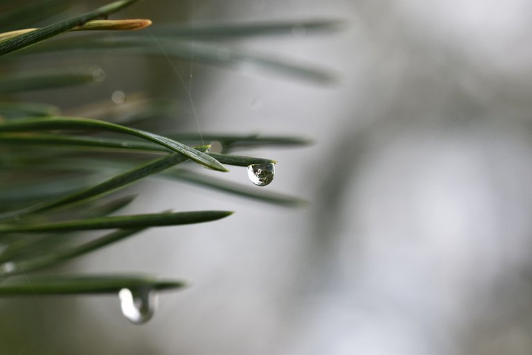 raindrops pl pine 3.jpg