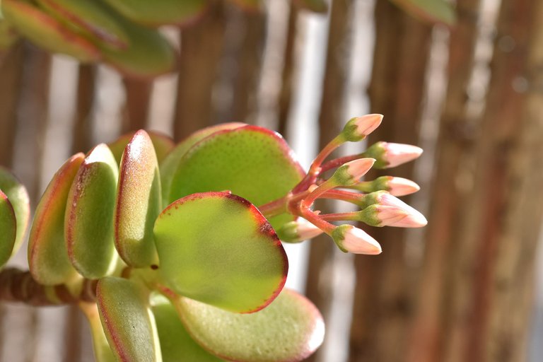 Crassula ovata flowers 2022 7.jpg