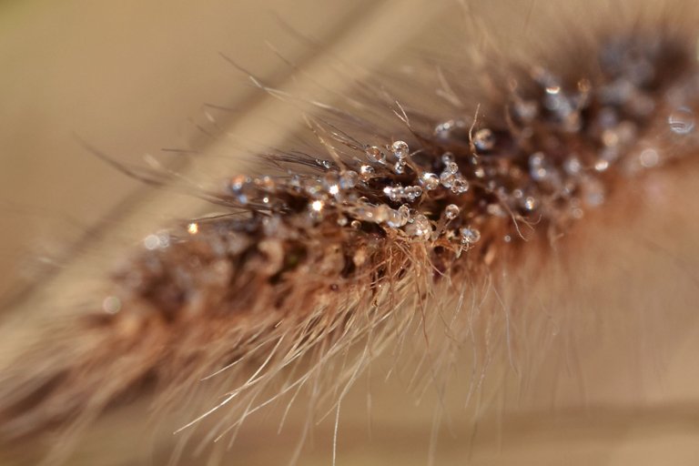 dry grass flower waterdrops .jpg