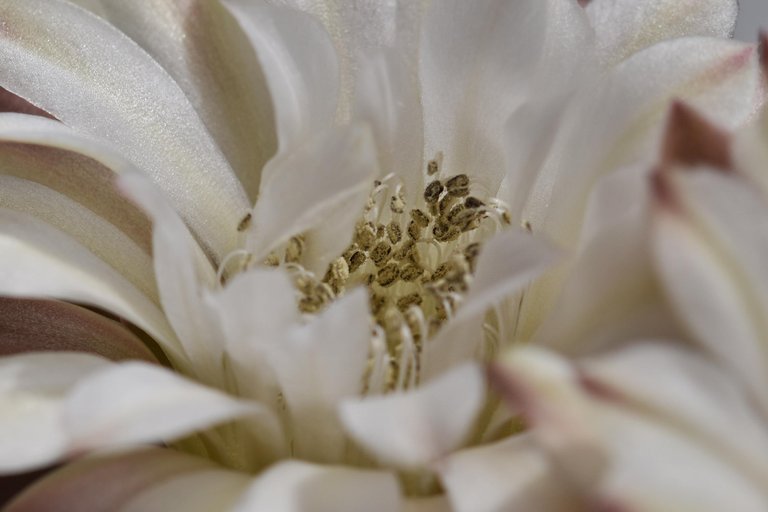 Gymnocalycium white flower 2025 11.jpg