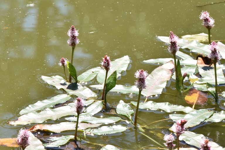 Persicaria amphibia prak pond pl 2.jpg