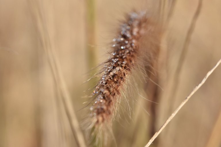 dry grass flower waterdrops 3.jpg