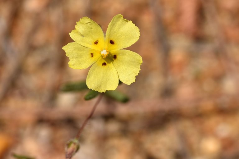 Tuberaria guttata yellow wildflower 8.jpg