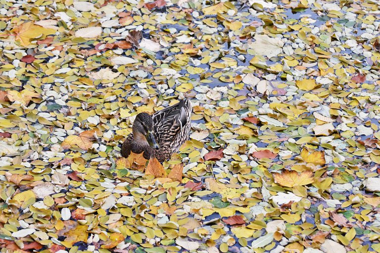 ducks fall pond pl 6.jpg