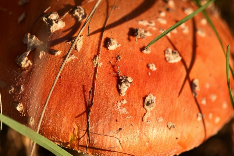 amanita sunset 4.jpg