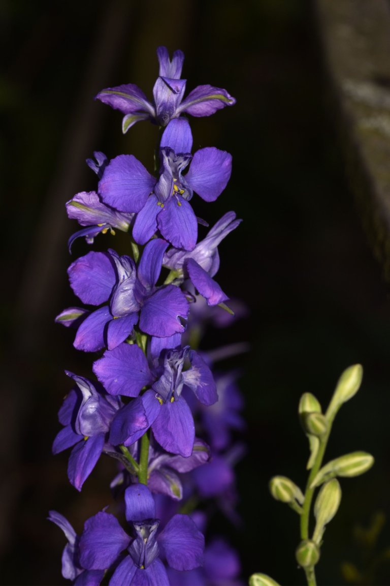 Larkspur night photo .jpg