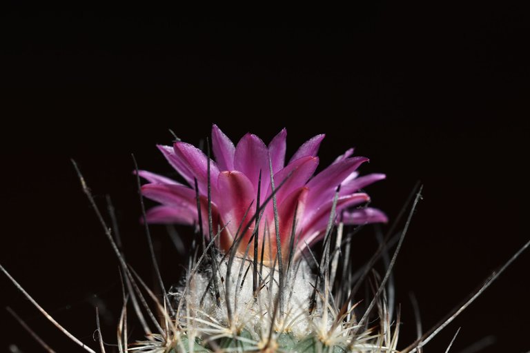 Turbinicarpus Viereckii 2022 7.jpg