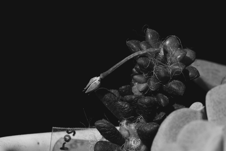 Anacampseros dried flower bw 1.jpg