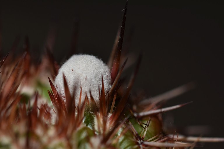 Notocactus mueller-melchersii buds 2021 3.jpg