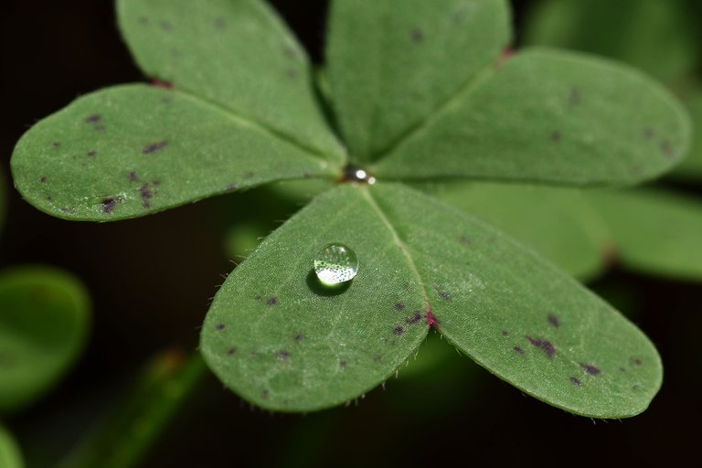 clover waterdrop macro.jpg