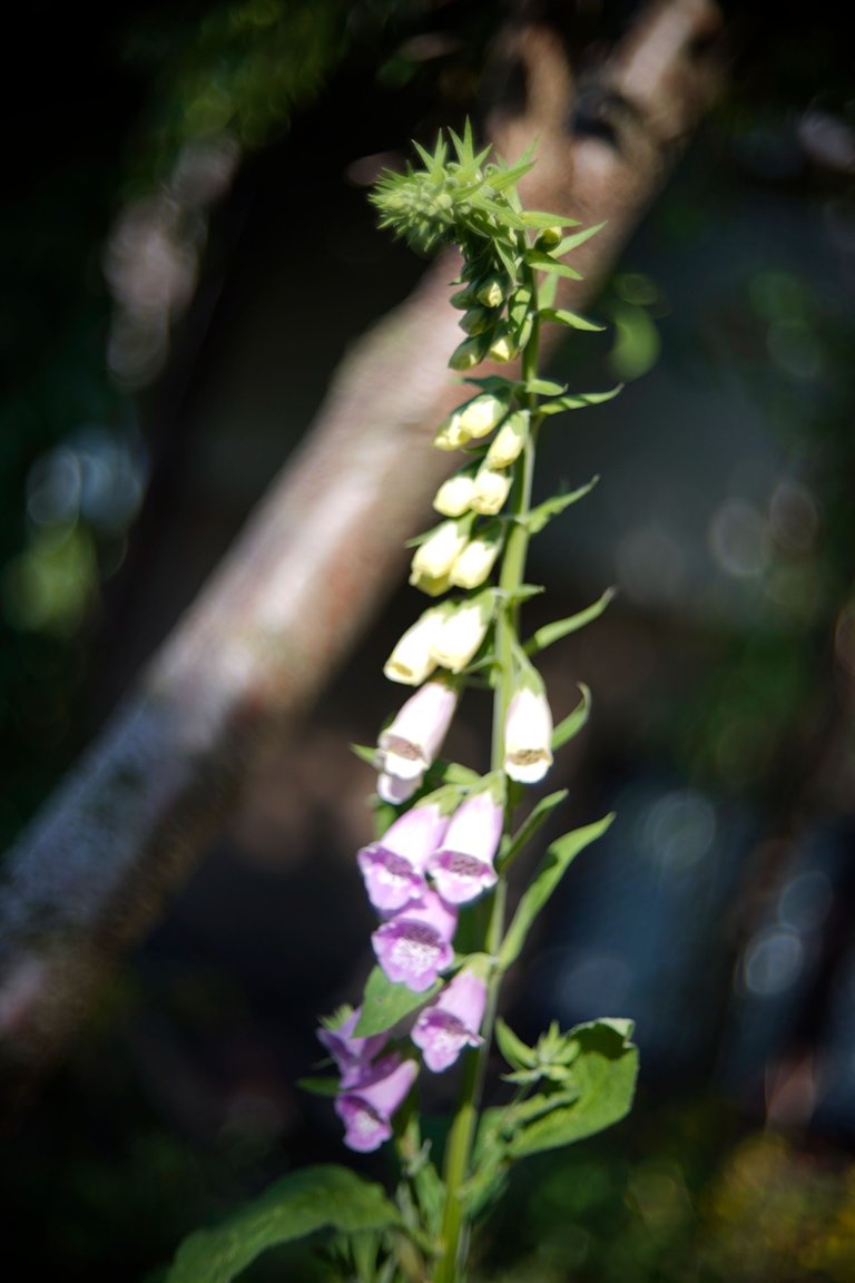 foxglove biotar 50 pl 2.jpg