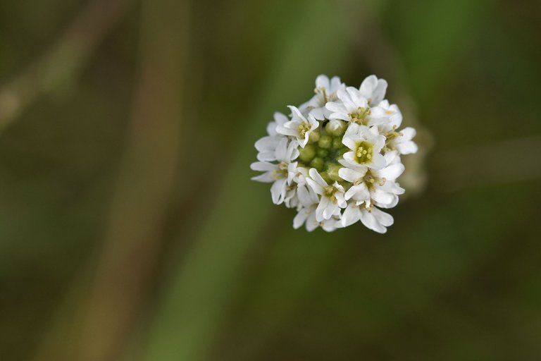 Berteroa incana Hoary alyssum pl 6.jpg