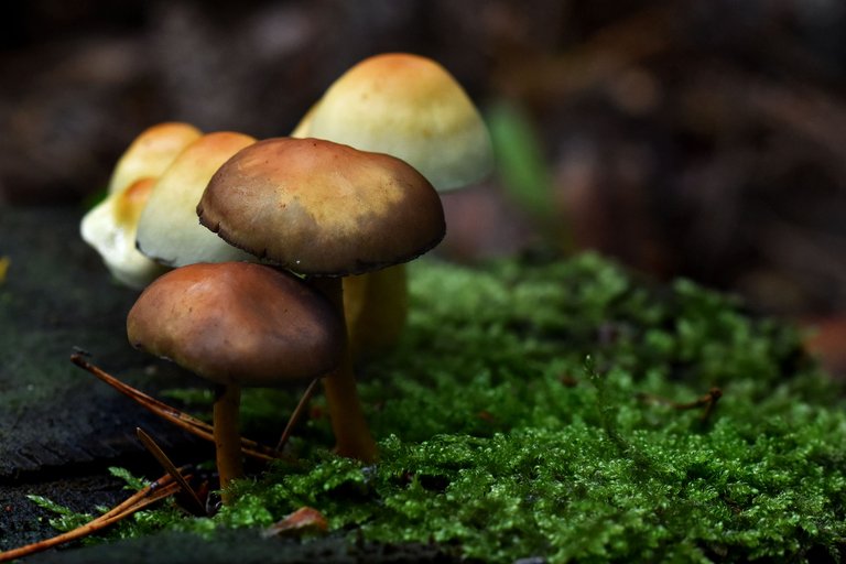 mushrooms stump pl 7.jpg