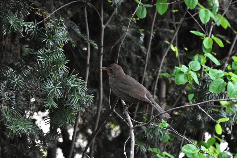 blackbird female pl 3.jpg