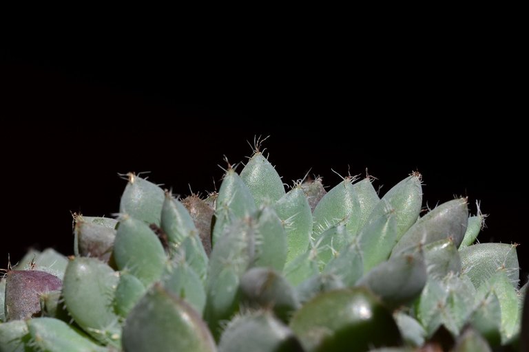 Echeveria Setosa var. Deminuta 2022 4.jpg