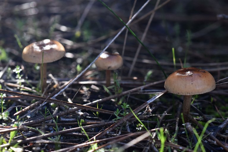 small mushrooms park 1.jpg