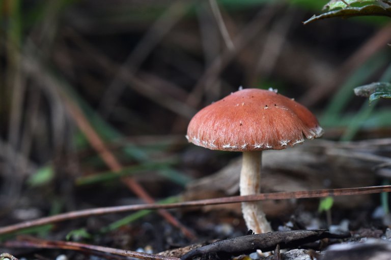 brown mushrooms park 1.jpg