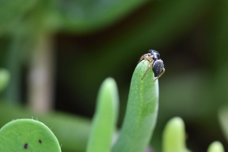 black jumping spider ice plant 12.jpg