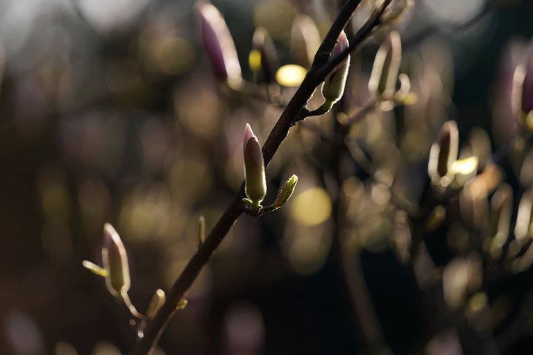 magnolia buds Samyang AF 135mm 3.jpg