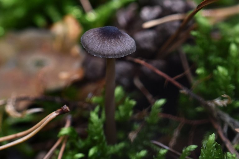 mushroom forest pl 10.jpg