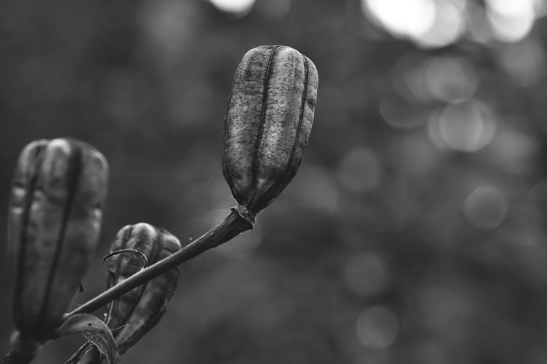 Lily pod bw 12.jpg