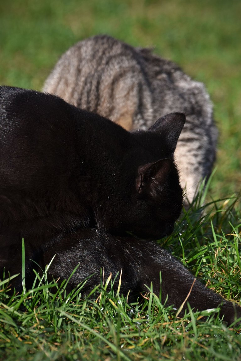 cat bath pl 6.jpg