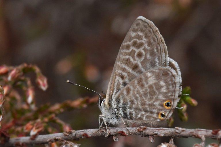 Marine Blue butterfly heather 1.jpg