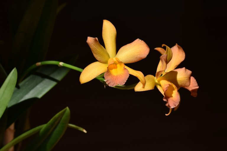 Cattleya Little Lemon Drops x Cattleytonia Why Not 2021 1.jpg