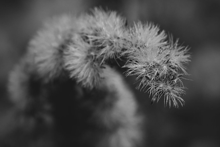 fluffy seeds garden bw 7.jpg