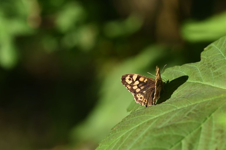 brown butterfly 3.jpg