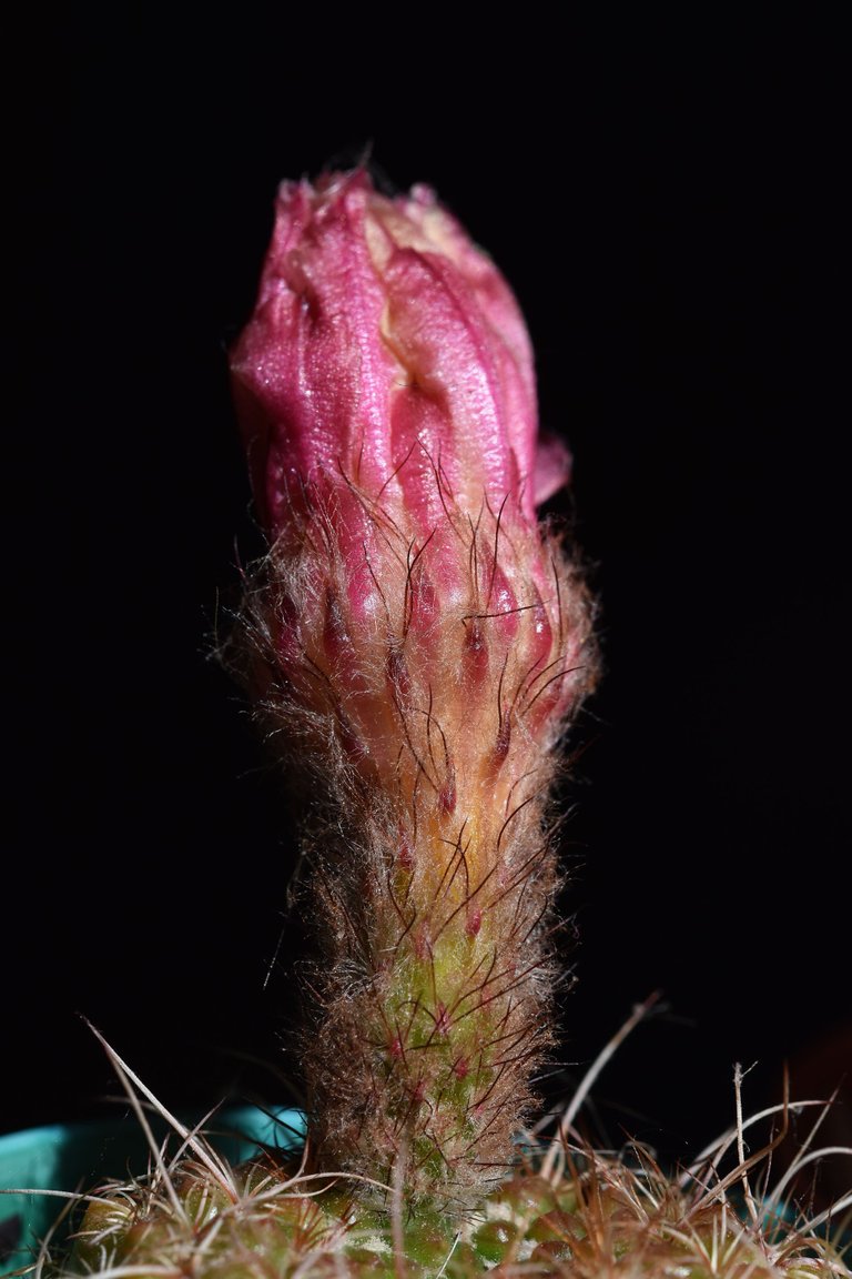 Notocactus Rubrigemmatus 2022 8.jpg