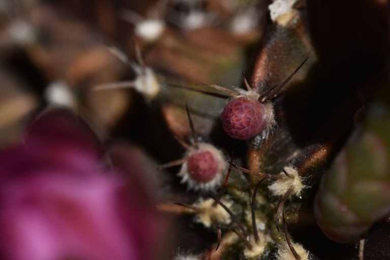 Gymnocalycium Mihanovichii group flower 2021 10.jpg