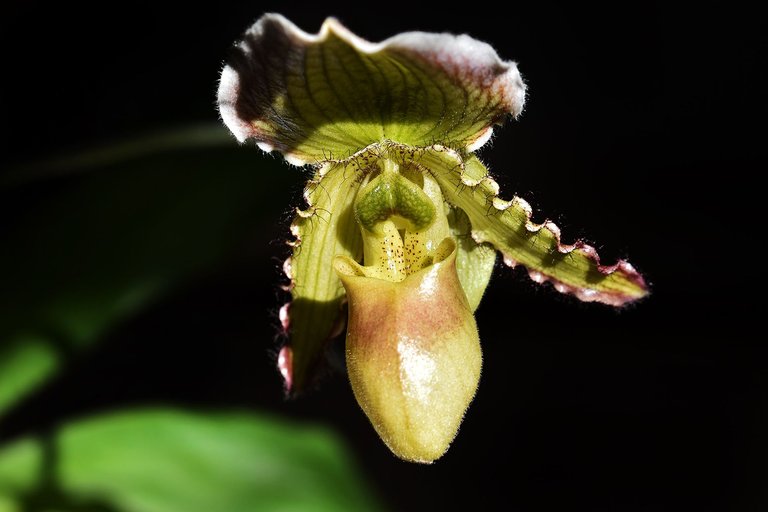 paphiopedilum pinocchio 6.jpg