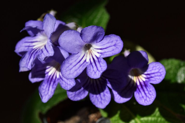 Streptocarpus navy blue multi 1.jpg