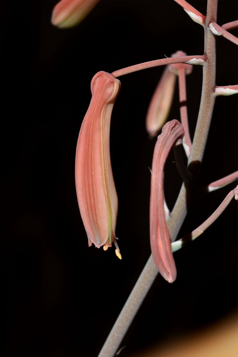 Aloe Aristata flowers 2021 1.jpg
