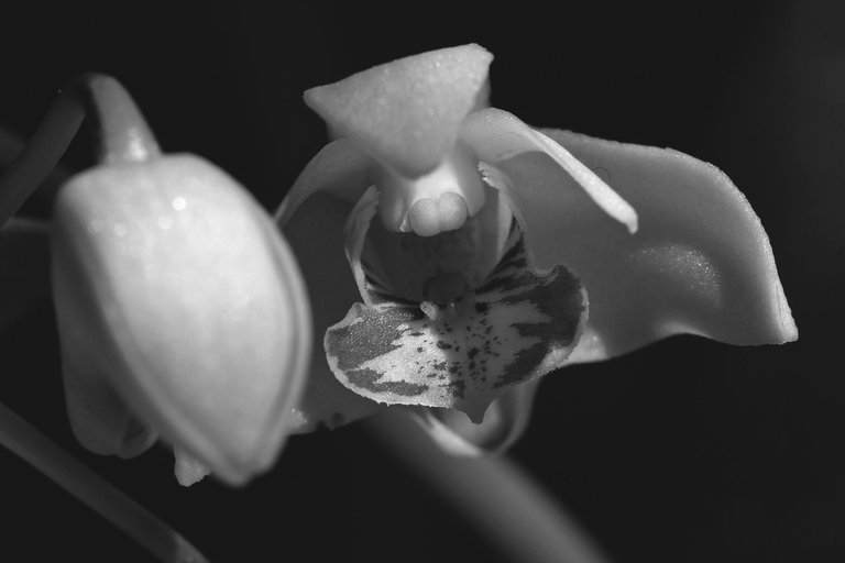 Dendrobium kingianum var. Silcockii bw 7.jpg